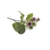 Extrato natural bardana