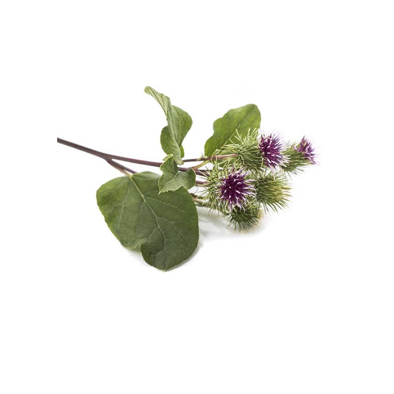 Extrato natural bardana Extrato natural bardana