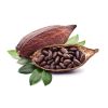 Extrato natural cacau