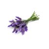 Extrato glicólico lavanda