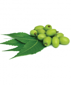 Óleo neem prensado a frio