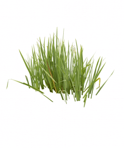 Óleo essencial vetiver