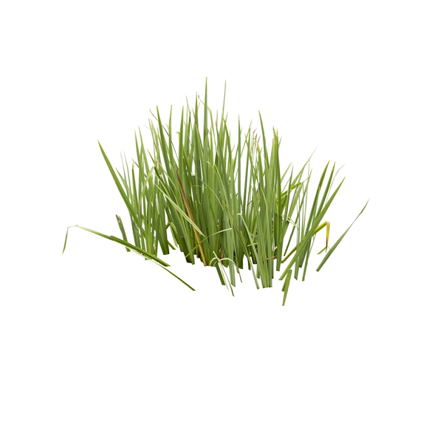 Óleo essencial vetiver Óleo essencial vetiver